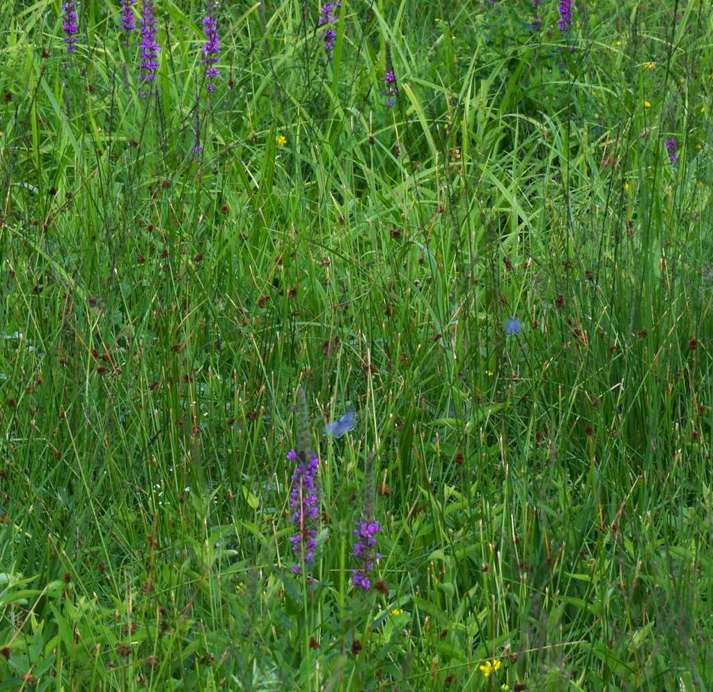 IMGP3956-1024.jpg