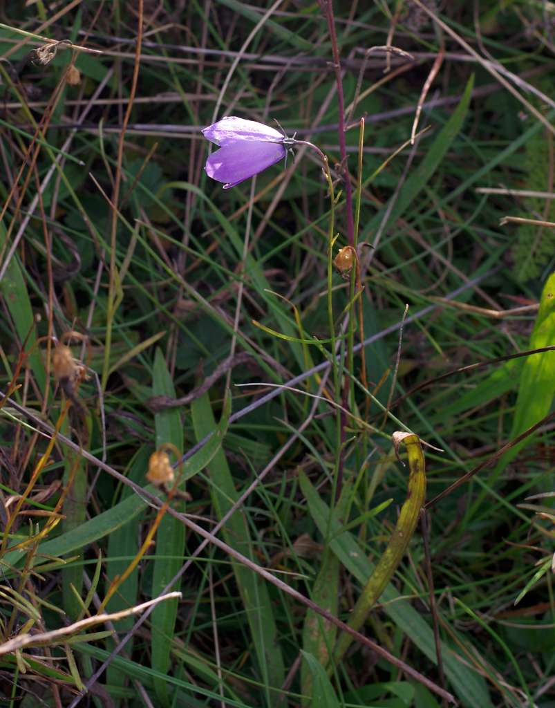 IMGP6078-1024.jpg