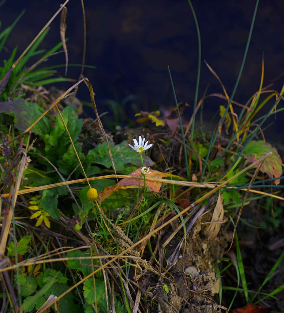 IMGP1600-1024.jpg