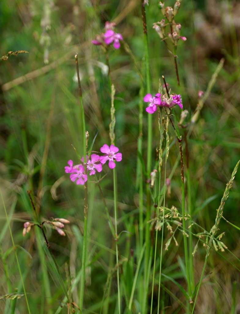 IMGP4969-1024.jpg