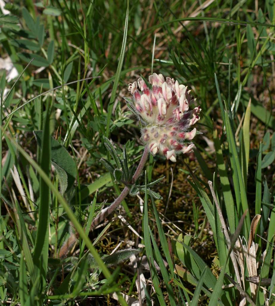 IMGP0480-1024.jpg