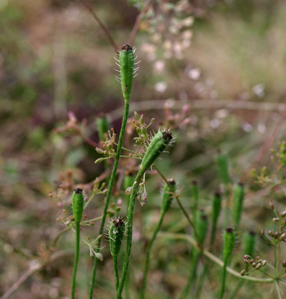 IMGP2220-1024.jpg