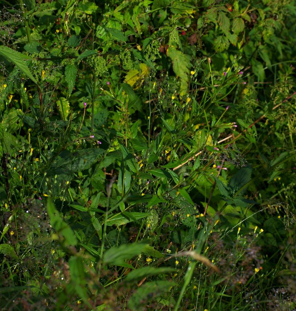 IMGP3620-1024.jpg
