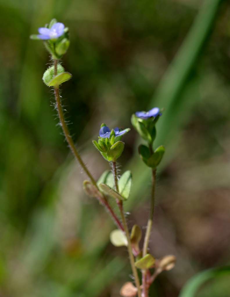 IMGP7200-1024.jpg