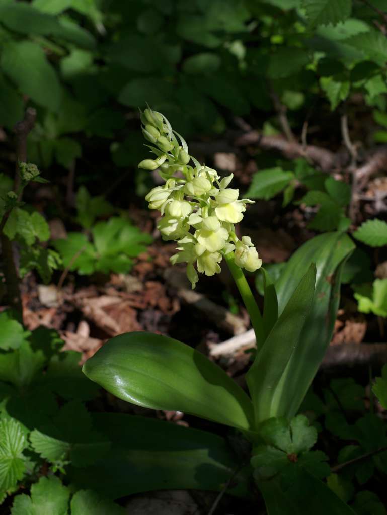 IMGP7218-1024.jpg