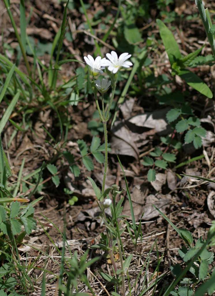 IMGP7235-1024.jpg