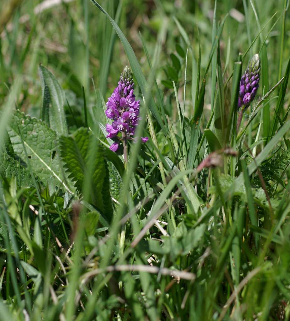 IMGP7250-1024.jpg