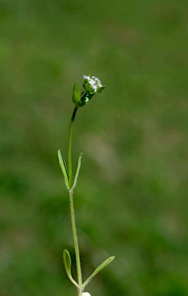 IMGP7254-1024.jpg