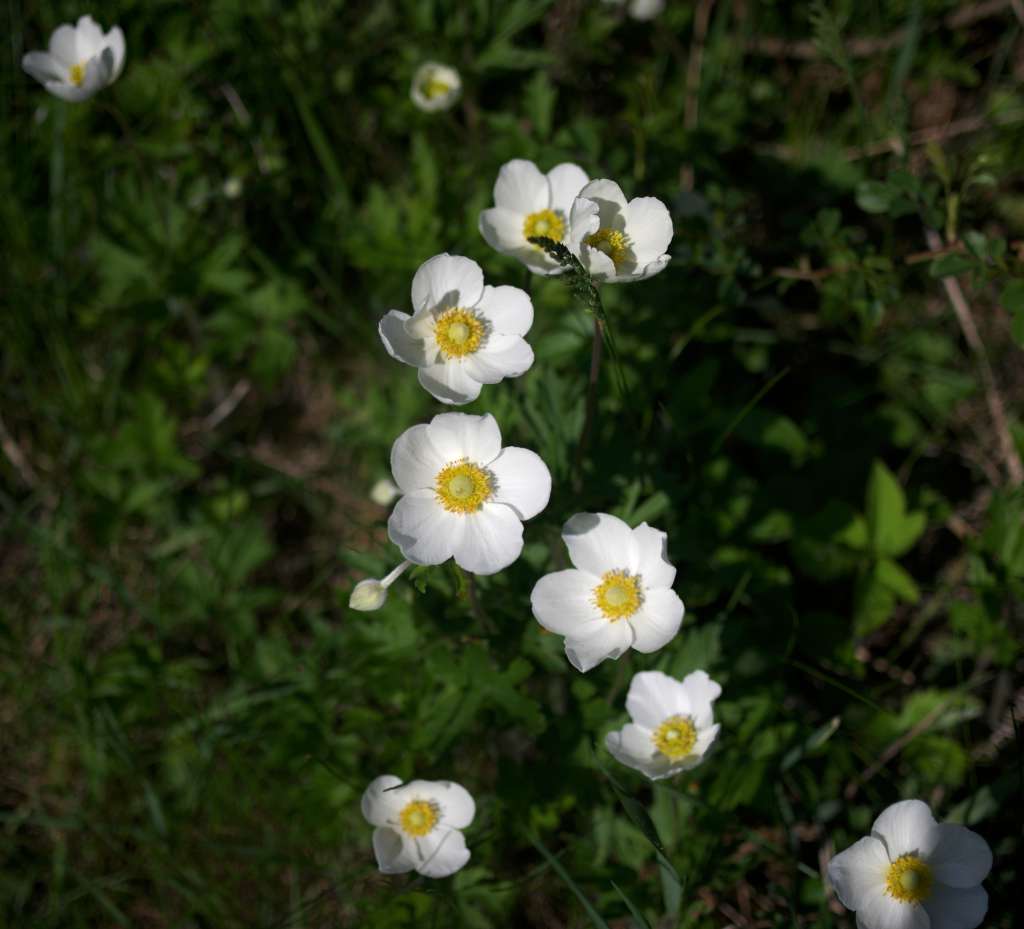 IMGP7410-1024.jpg