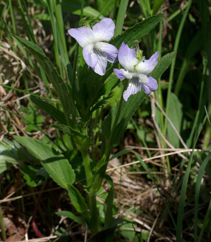 IMGP7417-1024.jpg