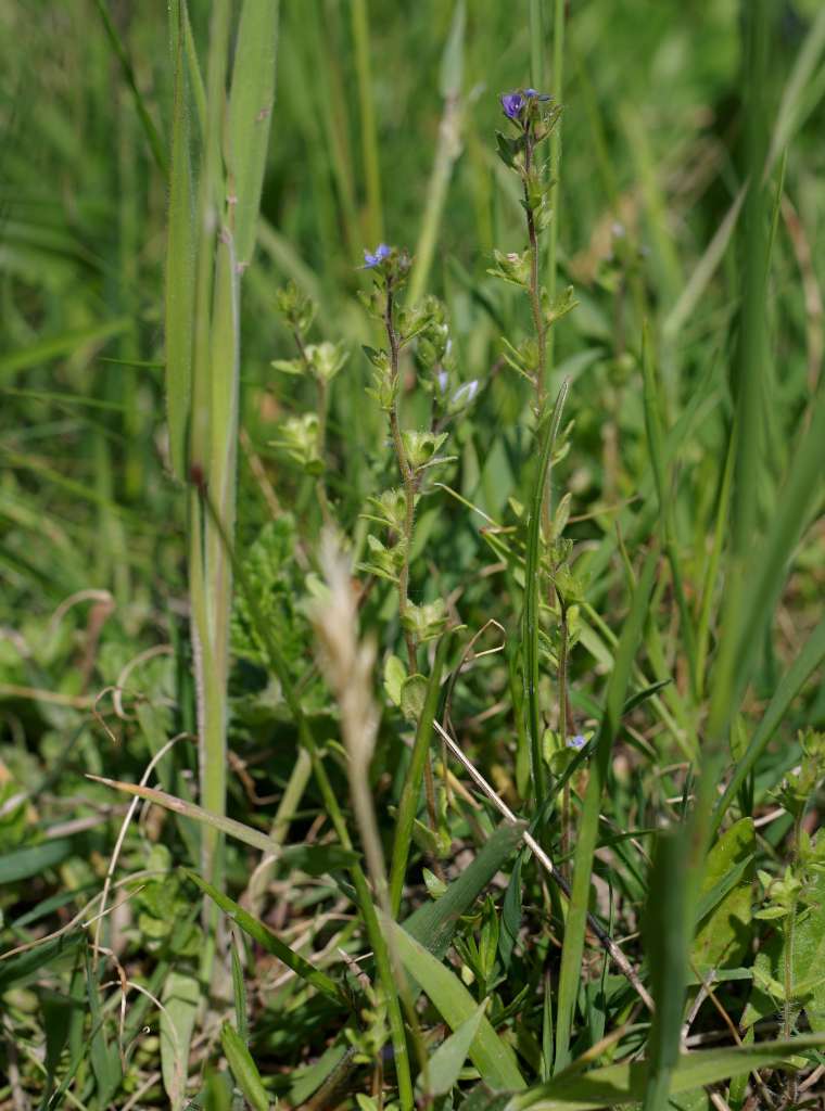 IMGP7460-1024.jpg
