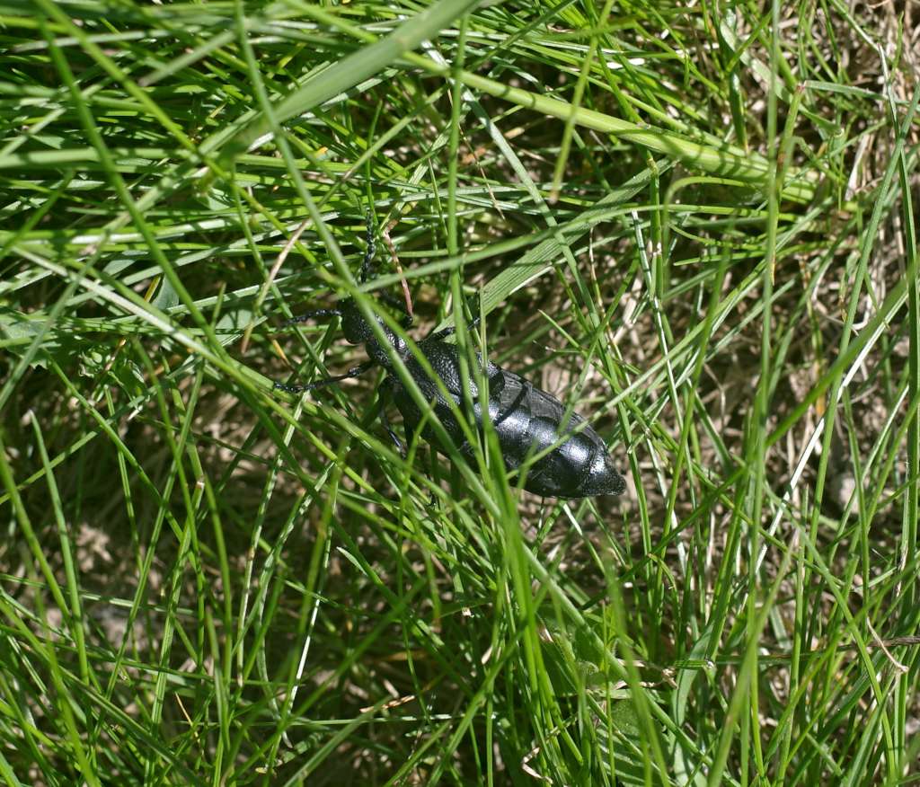 IMGP7560-1024.jpg