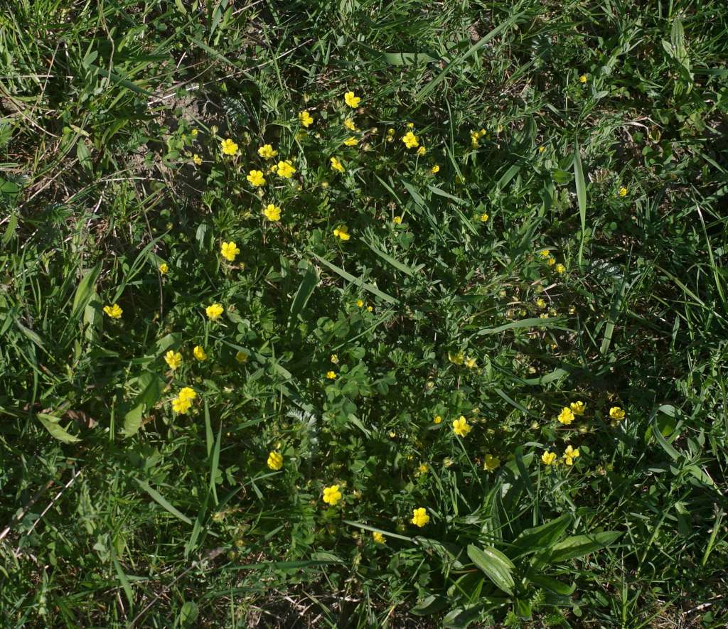 IMGP7590-1024.jpg