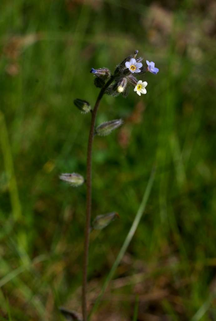 IMGP7619-1024.jpg