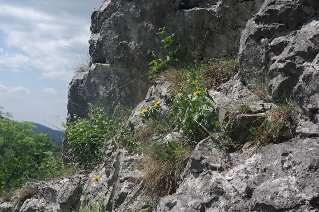 IMGP7708-1024.jpg