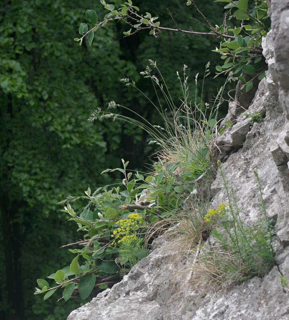 IMGP7713-1024.jpg