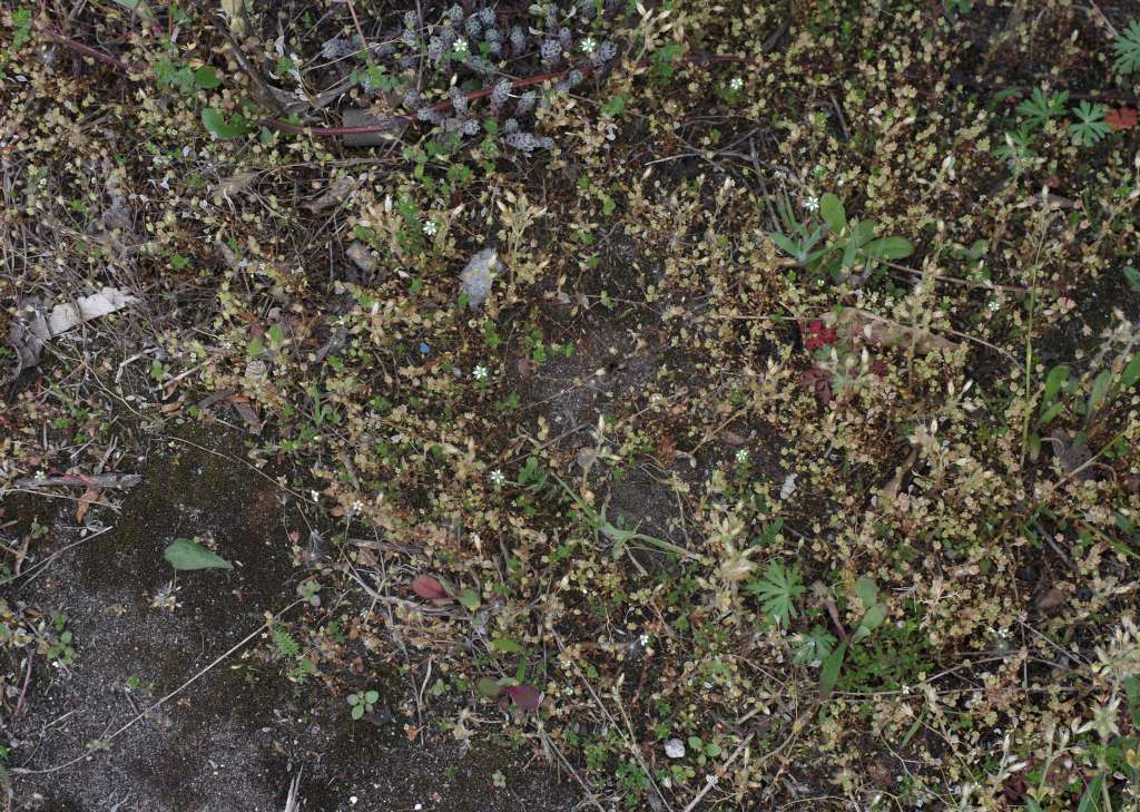 IMGP7776-1024.jpg
