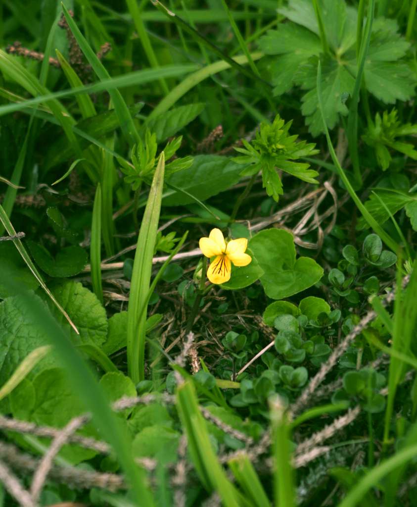 IMGP8257-1024.jpg