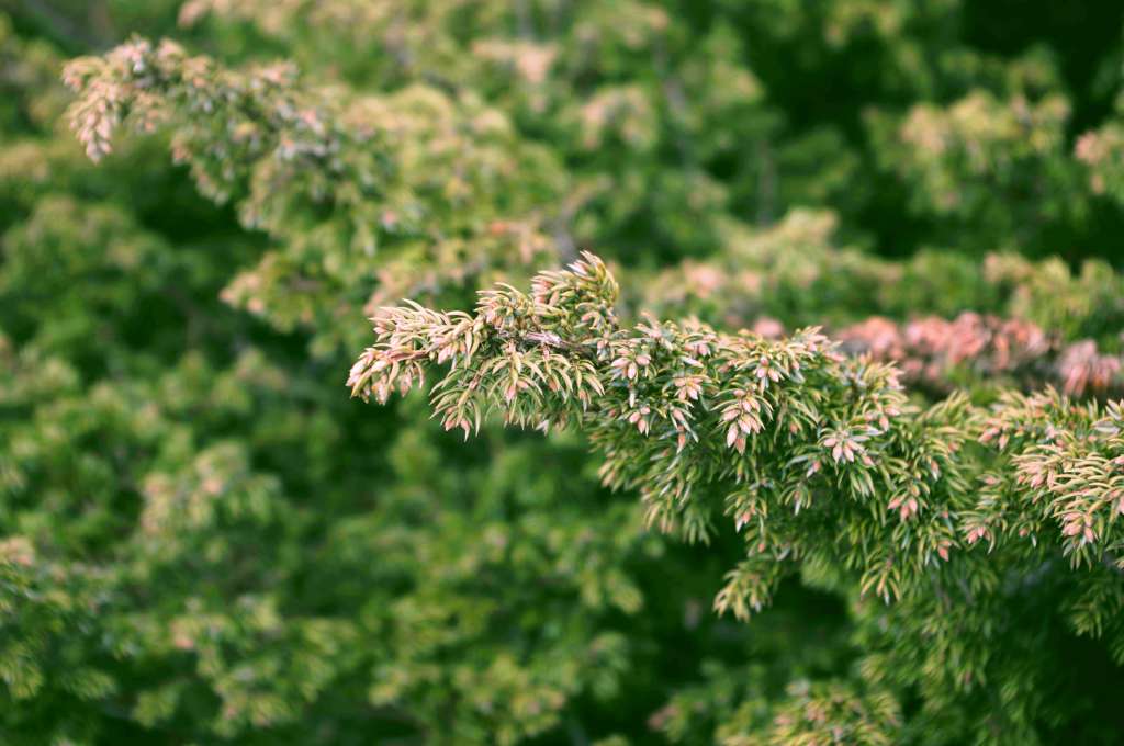 IMGP8274-1024.jpg