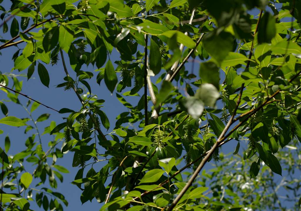 IMGP9190-1024.jpg