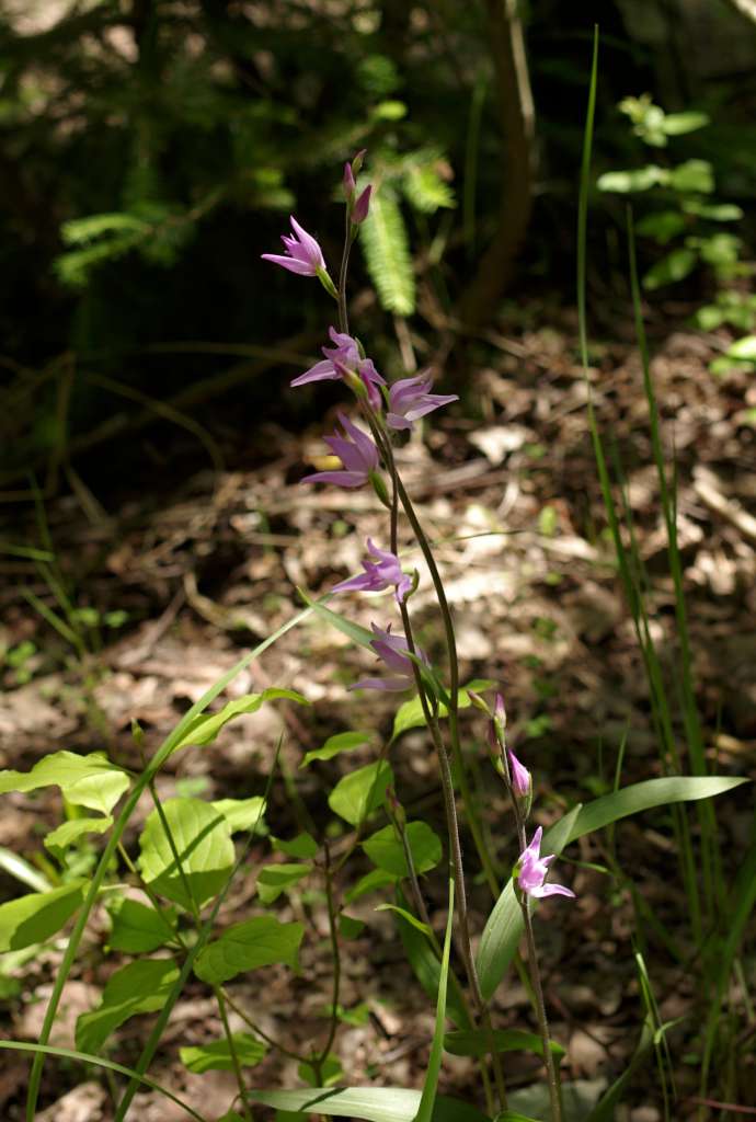 IMGP9204-1024.jpg