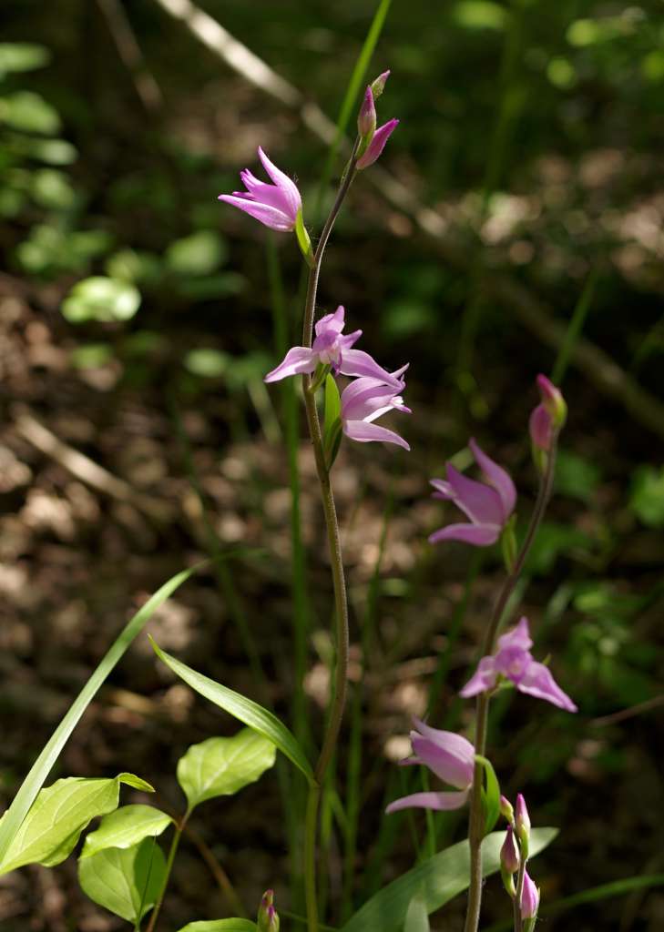 IMGP9205-1024.jpg