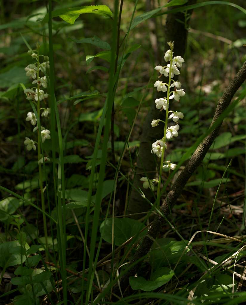 IMGP9267-1024.jpg