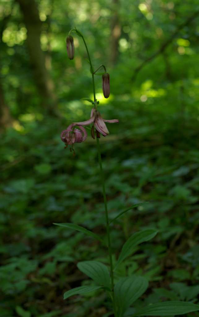 IMGP9306-1024.jpg