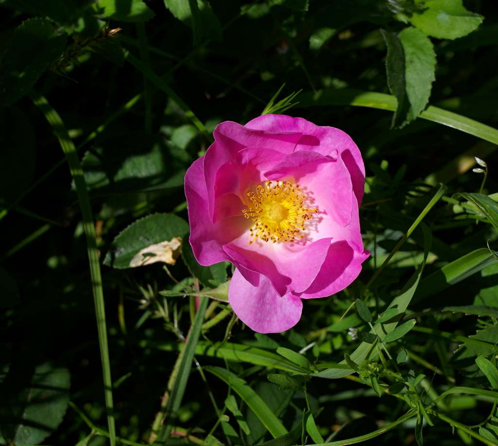 IMGP9368-1024.jpg