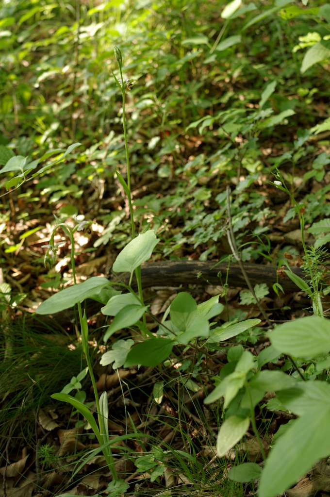 IMGP9046-1024.jpg