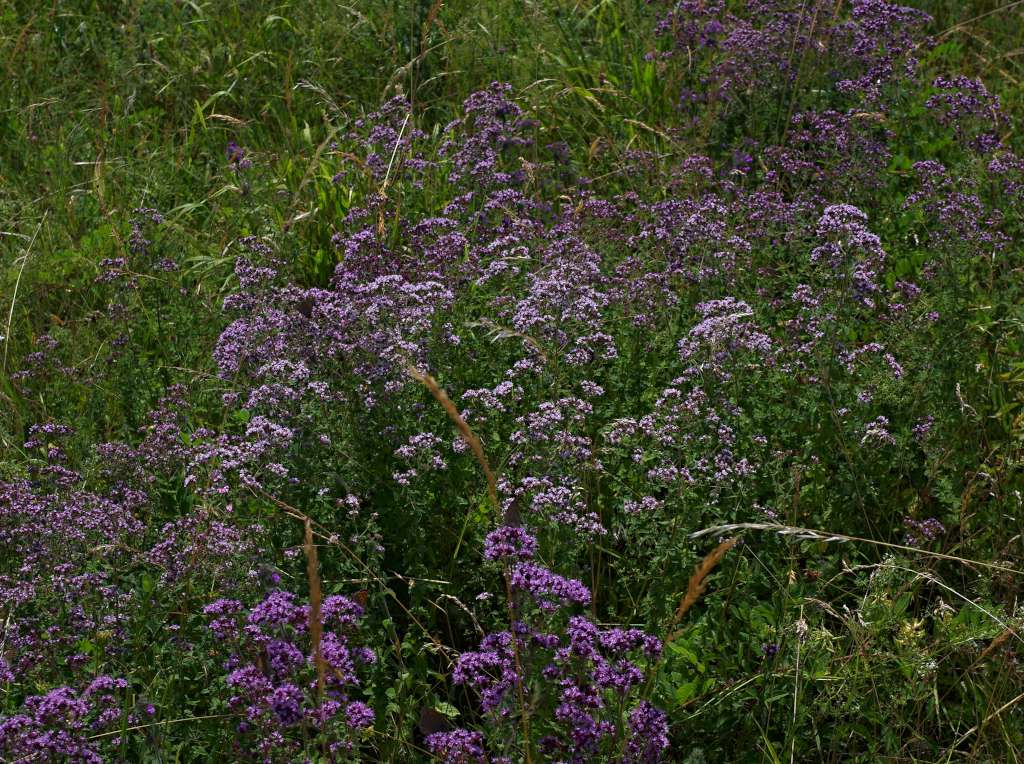 IMGP0754-1024.jpg