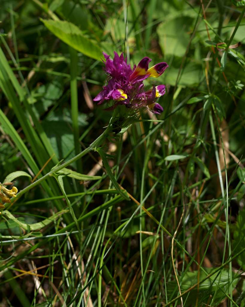 IMGP0756-1024.jpg