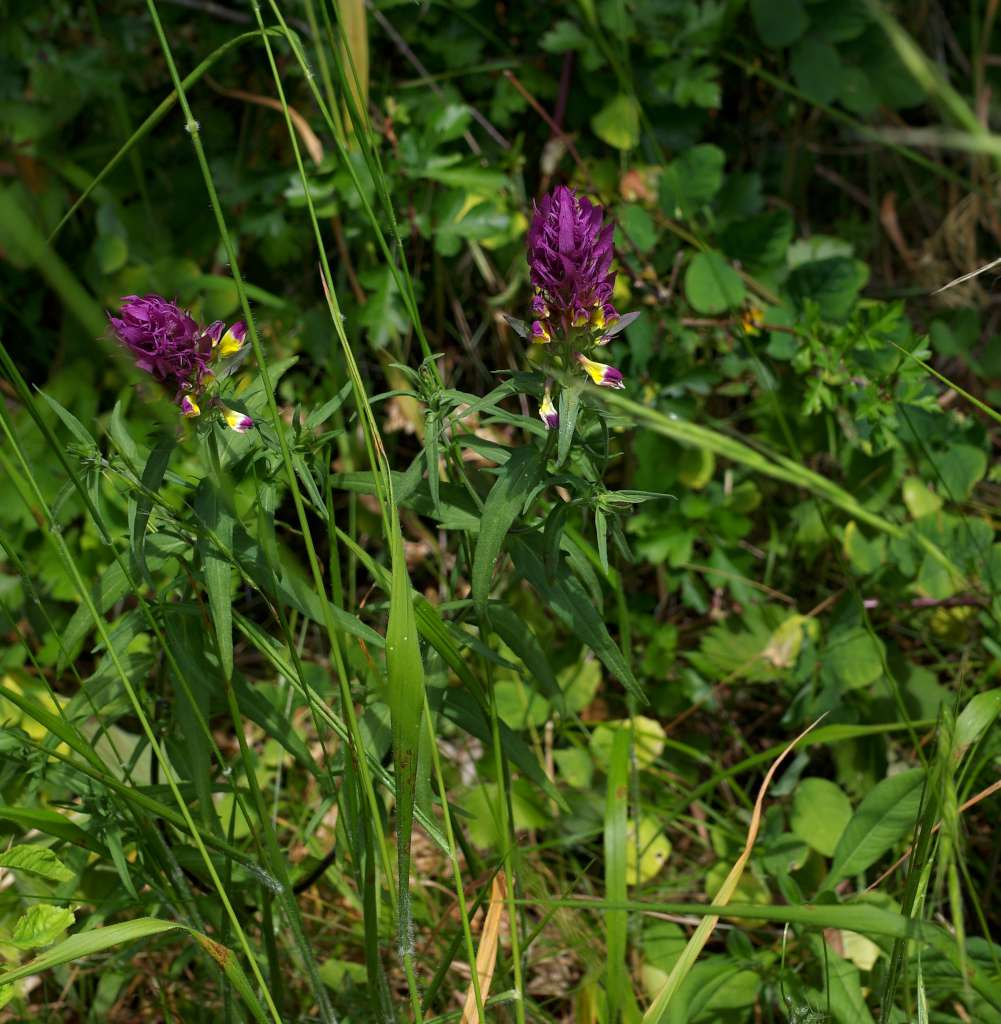 IMGP0760-1024.jpg