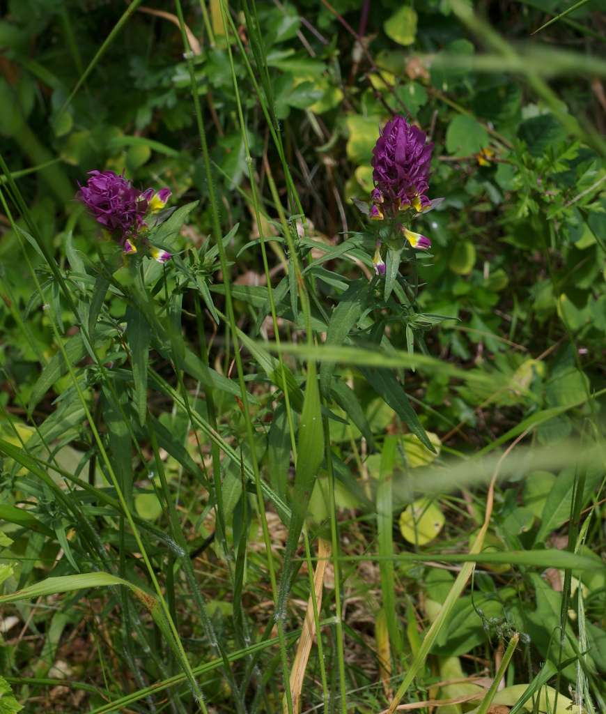 IMGP0761-1024.jpg