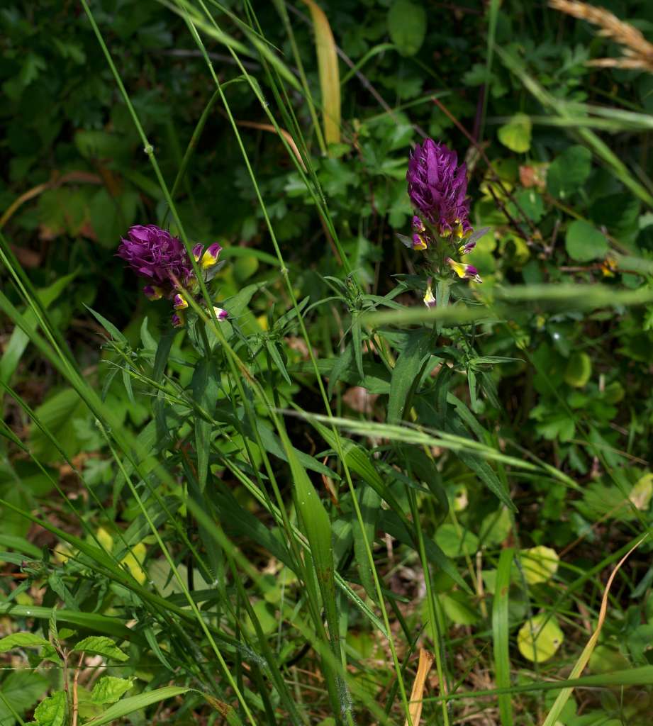 IMGP0762-1024.jpg
