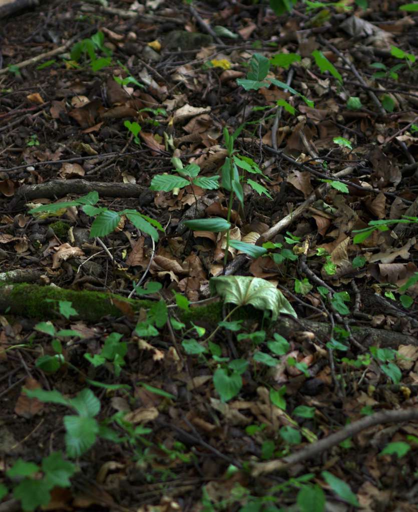 IMGP0767-1024.jpg