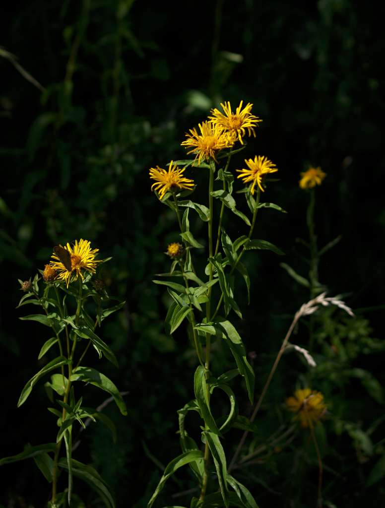 IMGP0886-1024.jpg