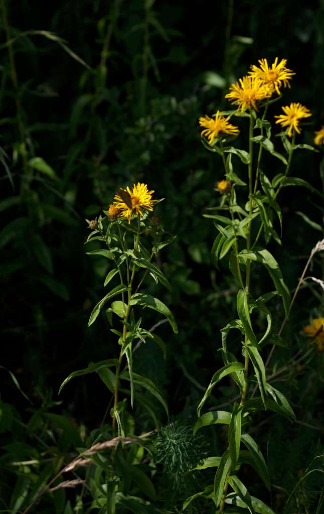 IMGP0887-1024.jpg