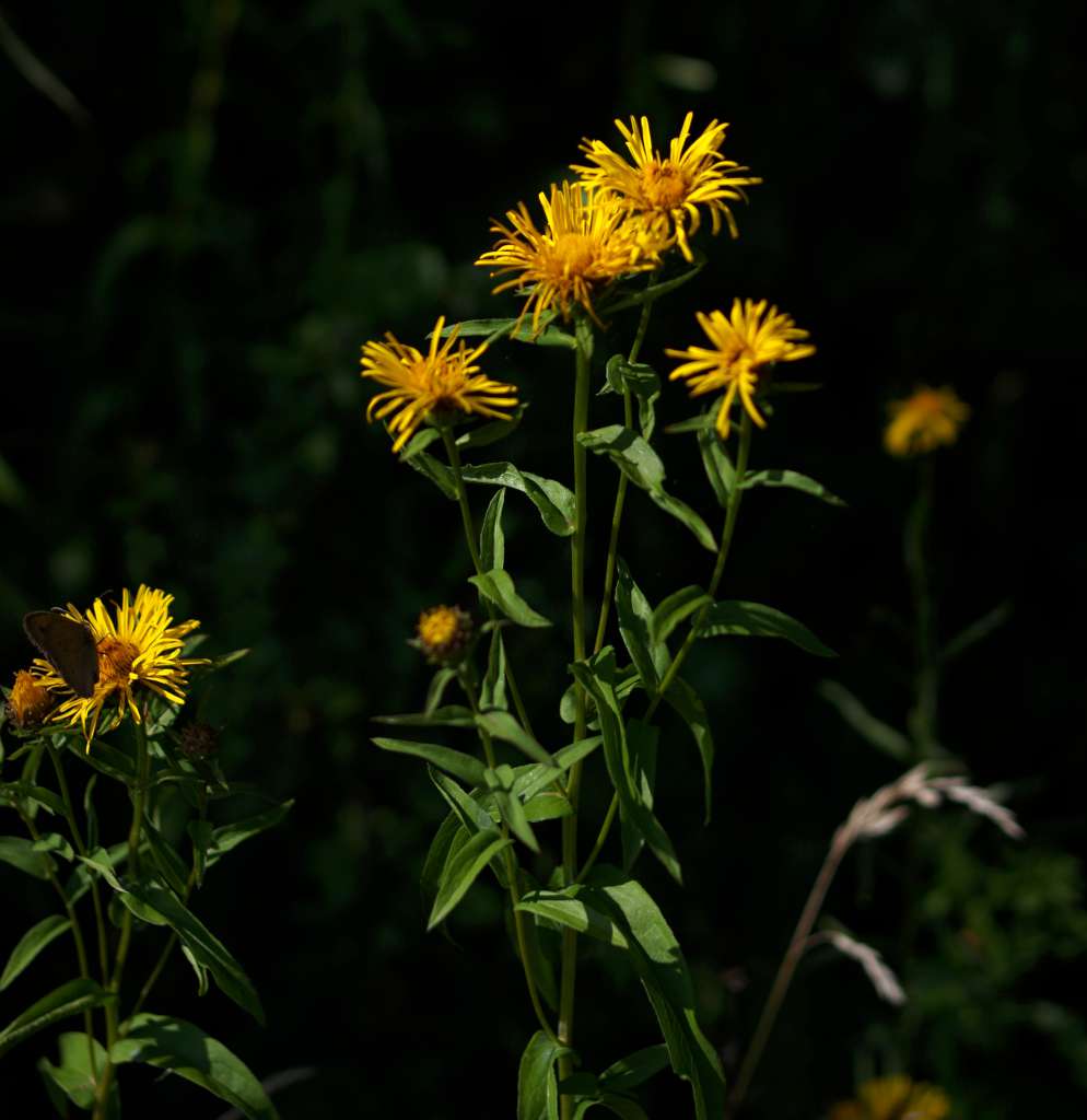 IMGP0888-1024.jpg