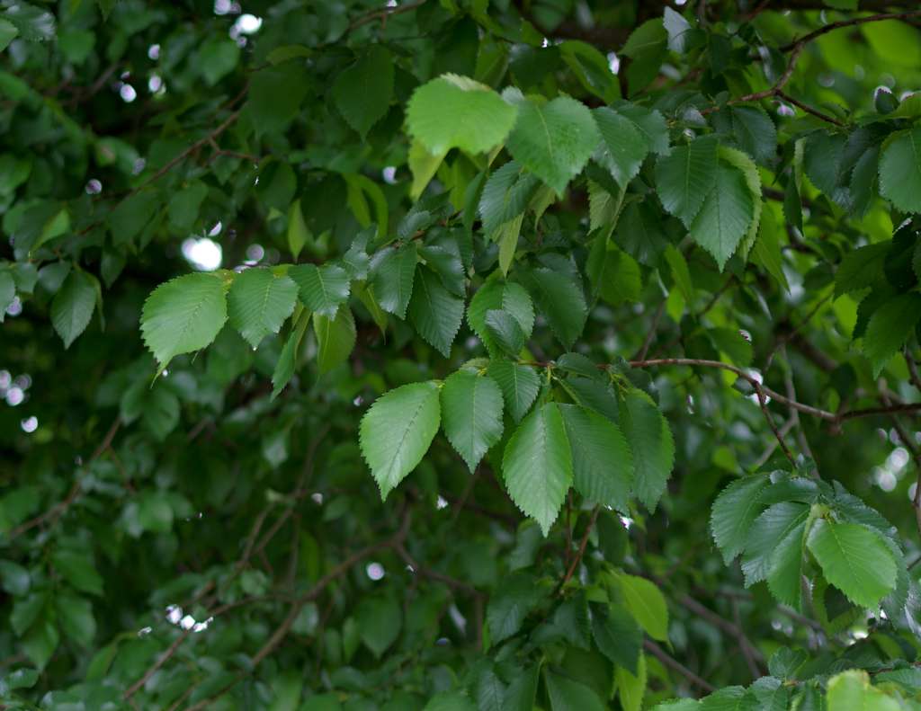 IMGP9661-1024.jpg