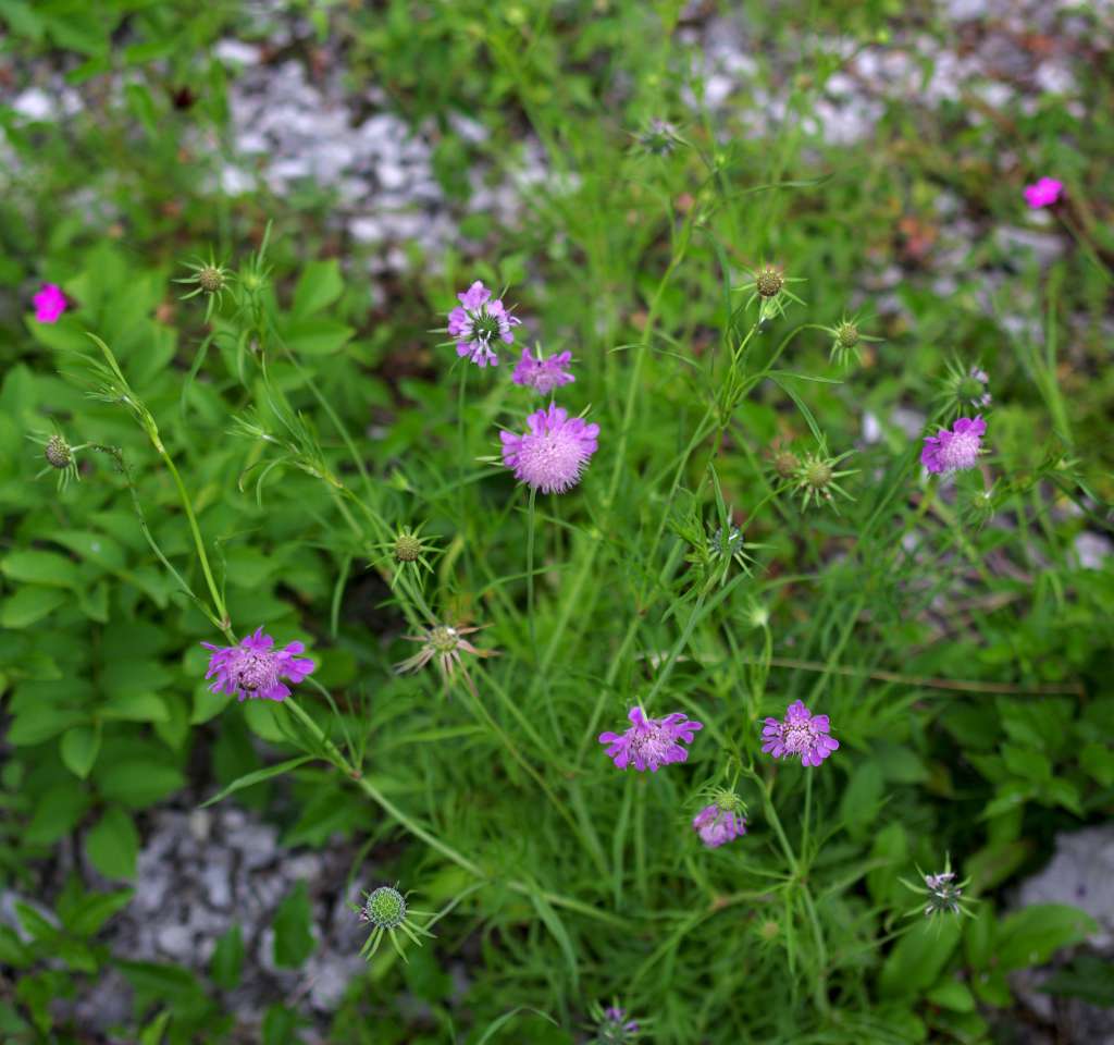 IMGP9681-1024.jpg