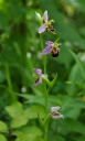 IMGP9667-1024.jpg