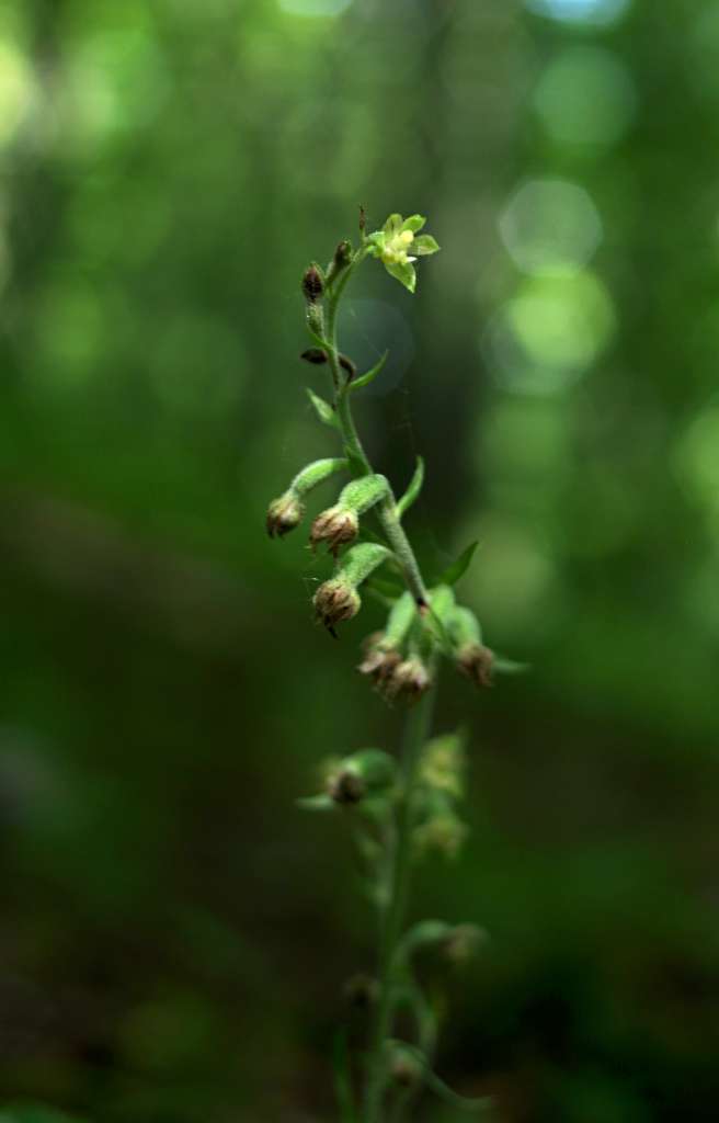 IMGP0158-1024.jpg