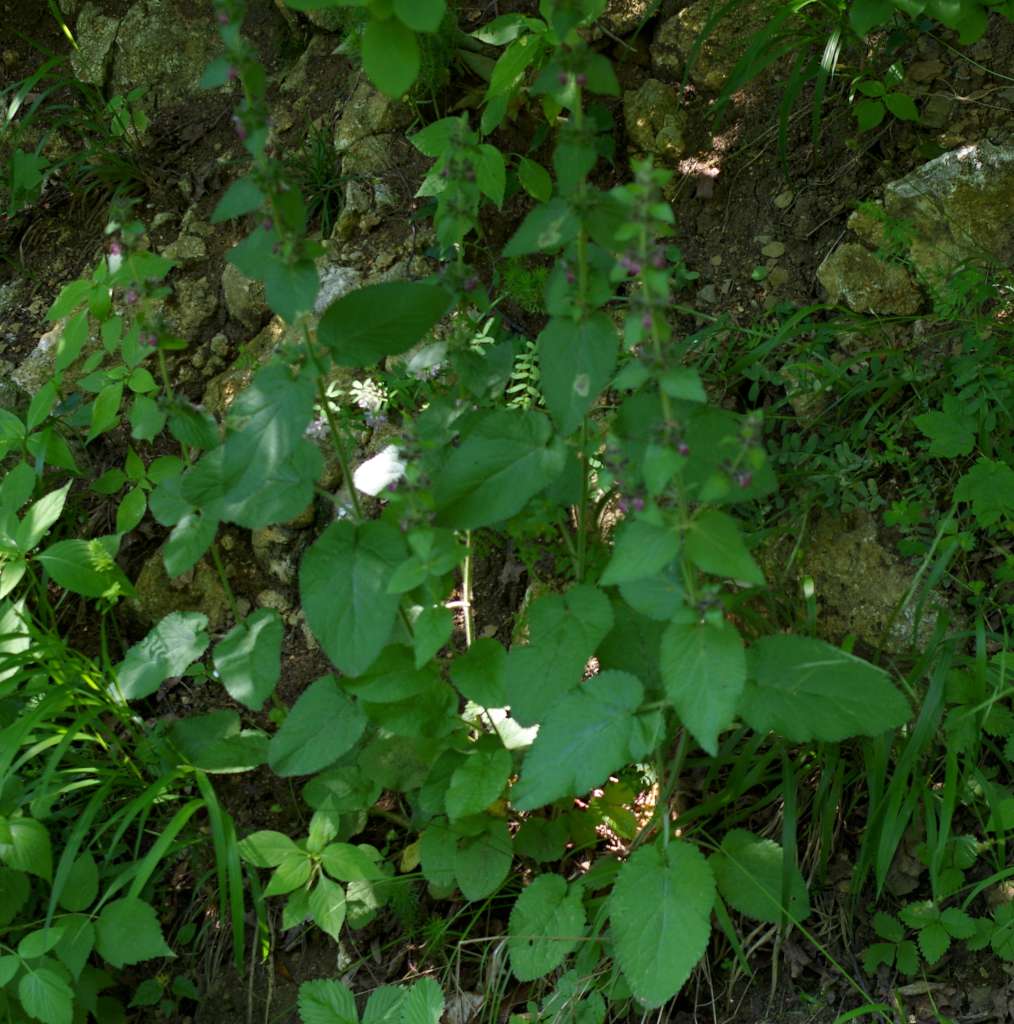 IMGP0197-1024.jpg