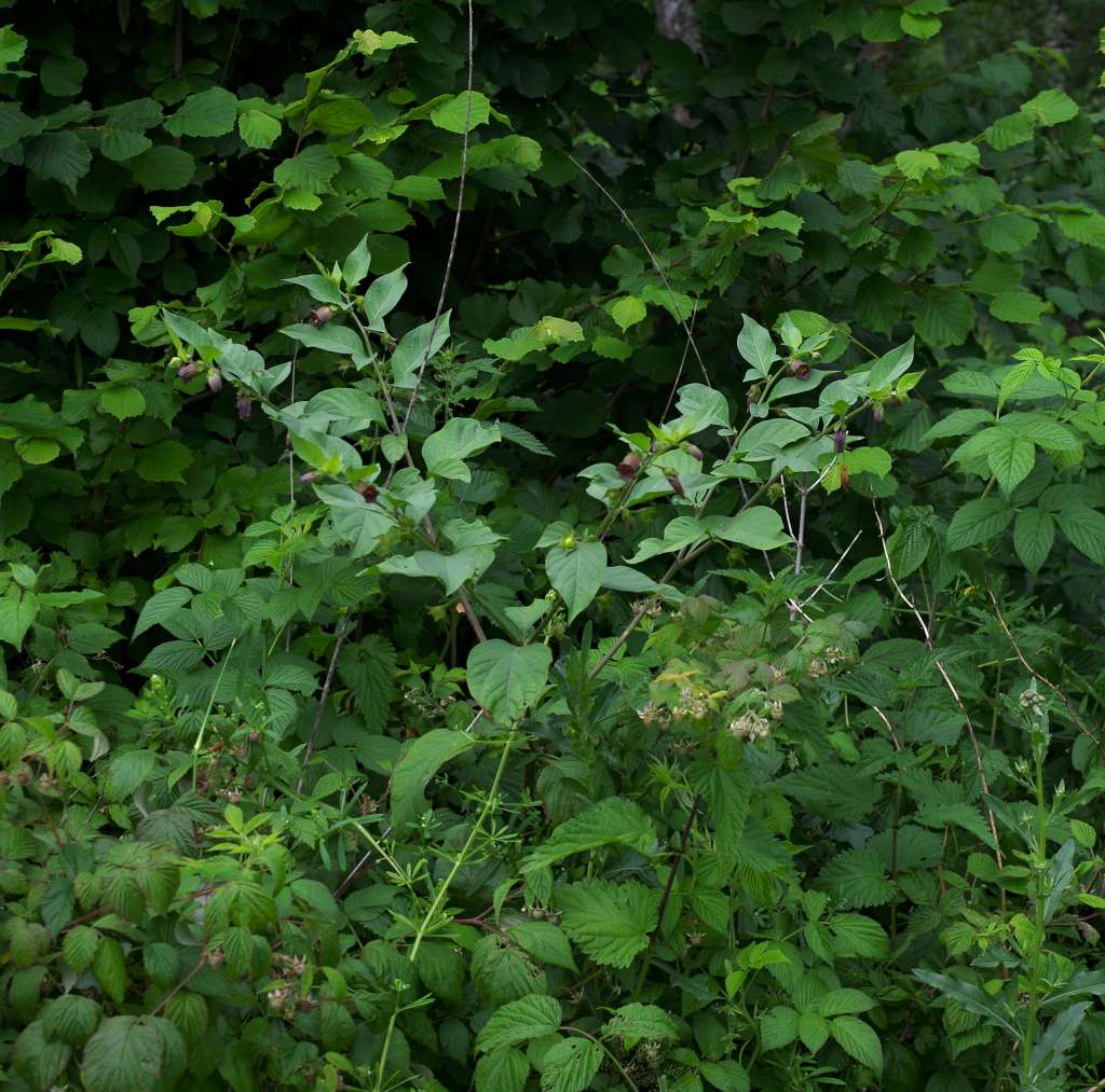 IMGP0390-1024.jpg