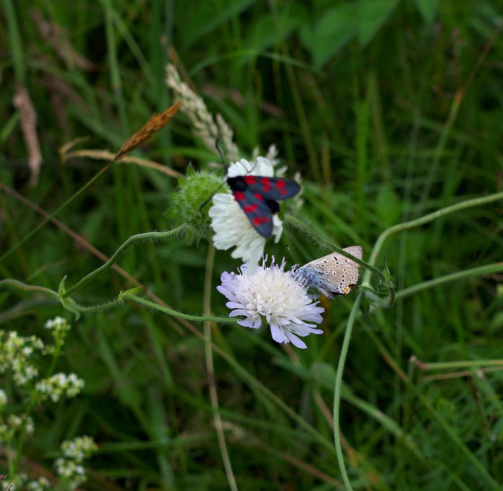 IMGP0433-1024.jpg