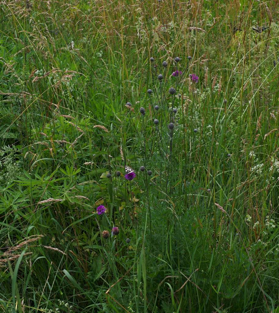IMGP0458-1024.jpg