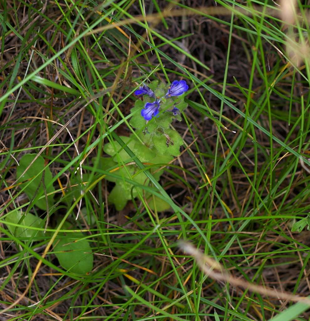 IMGP0459-1024.jpg