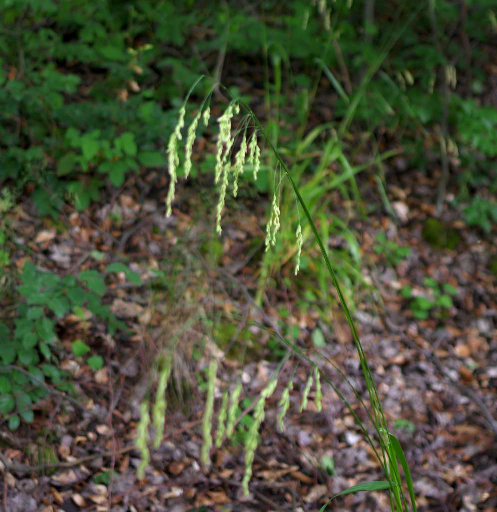 IMGP0465-1024.jpg