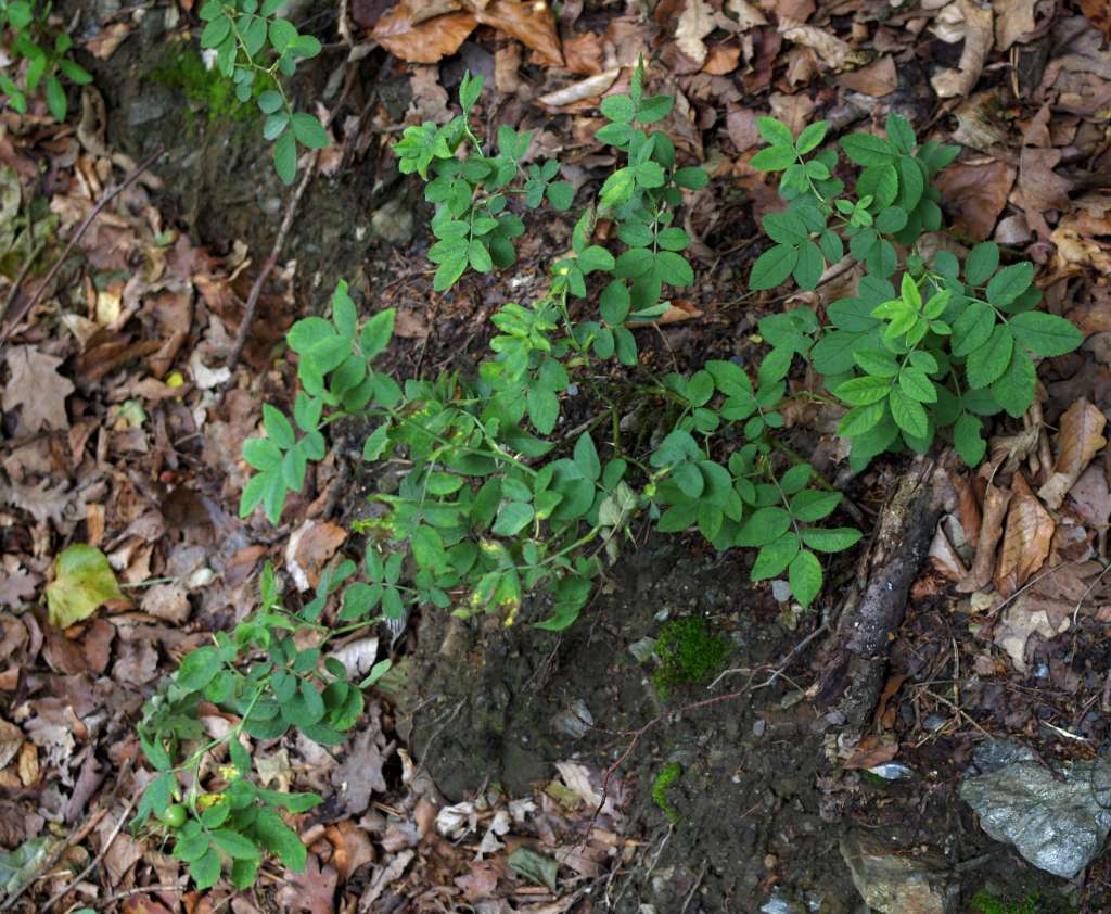 IMGP0491-1024.jpg